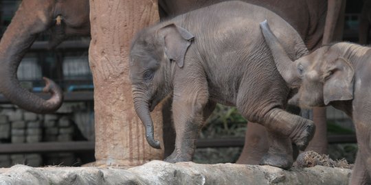 Diduga kesetrum, seekor gajah mati di perkebunan warga di Sumsel