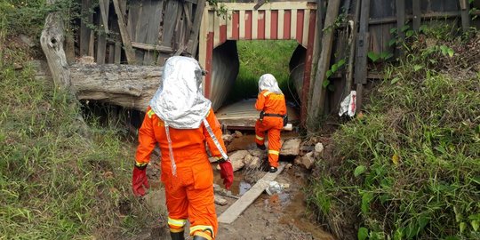 Pemkot Samarinda cari sarang tawon yang tewaskan warga sampai ke hutan