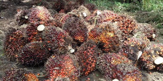 Malaysia, Thailand dan RI siap balas Uni Eropa jika terus diskriminasi kelapa sawit