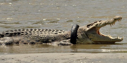 Potret miris buaya berkalung ban yang kerap hebohkan warga Palu