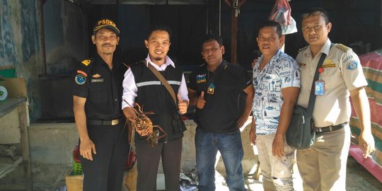 KKP sita 471 lobster bertelur dari 5 lokasi penampungan di Banda Aceh