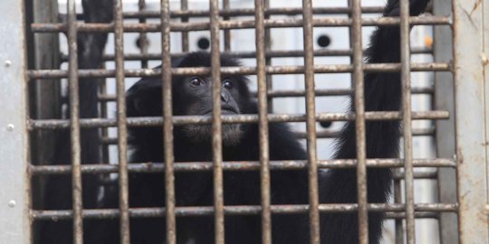 Seorang tokoh masyarakat di Banda Aceh ketahuan pelihara Siamang