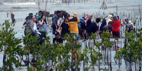 Ratusan orang tanam 1.000 pohon Mangrove di pesisir Marunda