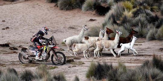 Lucunya kawanan llama beradu cepat dengan pembalap Rally Dakar