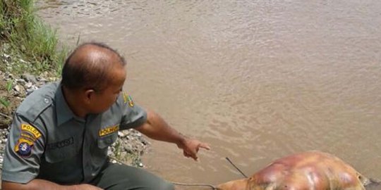 Bangkai orangutan tanpa kepala ditemukan mengambang di sungai di Kalteng