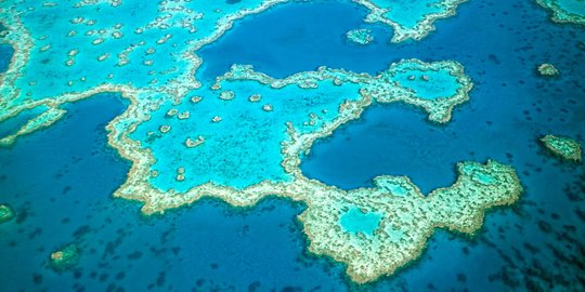 Fakta menarik kerennya gugusan karang di Great Barrier Reef