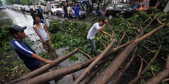 Hujan lebat, sejumlah pohon tumbang di Yogyakarta