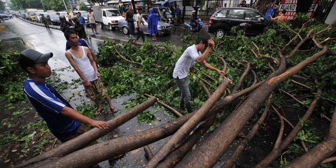 Hujan lebat, sejumlah pohon tumbang di Yogyakarta 