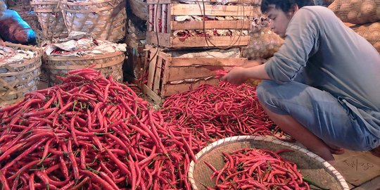 Harga cabai merah di Padang bertahan tinggi Rp 50.000 per Kg