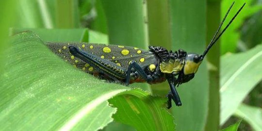 Belalang Setan serbu dan rusak tanaman di Gunungkidul