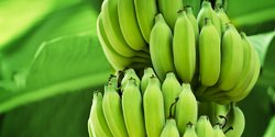 8 Manfaat Mengejutkan Dari Makan Pisang Mentah Merdeka Com<script async src=