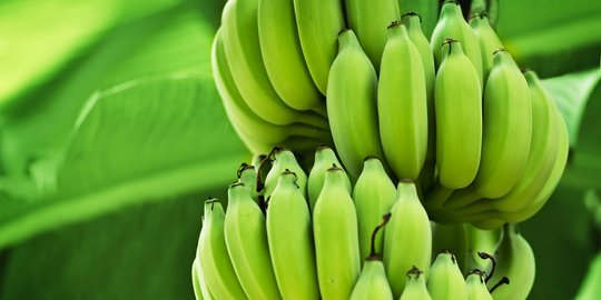 8 Manfaat Mengejutkan Dari Makan Pisang Mentah Merdeka 