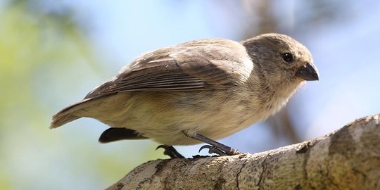 7 Bukti Hidup Bahwa Evolusi Itu Nyata Merdeka Com