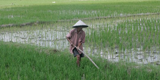 Tingkatkan produksi beras, Pemprov Malut cetak sawah baru