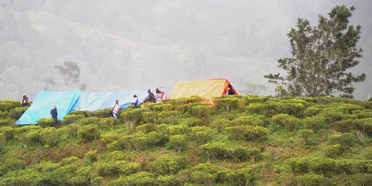 Takut gempa susulan, warga Desa Melasari dirikan tenda di perkebunan teh