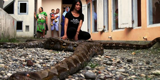 Riung keakraban warga Pejagoan Kebumen dengan ular-ular piton