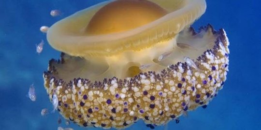 5 Fakta Unik Soal Ubur-Ubur, Binatang Laut yang Berjasa Untuk Manusia!