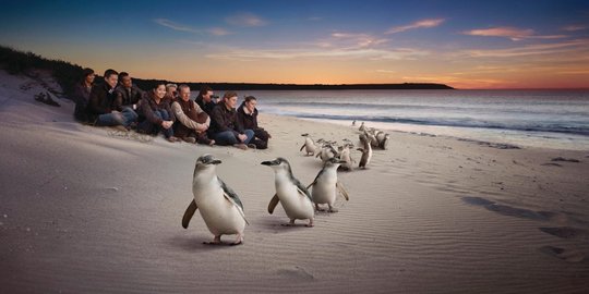 Melihat aktivitas menggemaskan penguin di Phillip Island