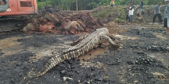 Buaya 4 meter di Kukar mati usai ditangkap pakai ekskavator