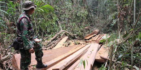 Gubernur Aceh cabut izin kilang kayu penampung illegal logging