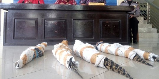 Warga Sleman serahkan lima buaya dilindungi ke Polda DIY