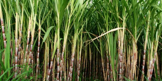 Petani tebu di Cirebon keluhkan lahan kian sempit, harga jual makin turun