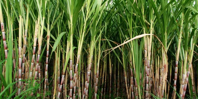  Petani  tebu  di  Cirebon keluhkan lahan kian sempit harga 