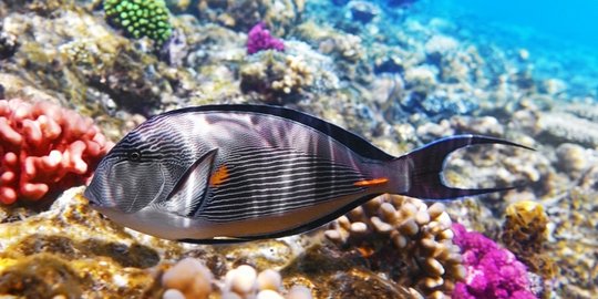 7 binatang ini terlihat biasa saja, namun punya kemampuan lebihi manusia!