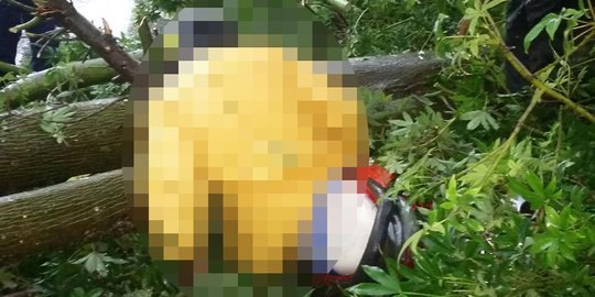 Pengendara di Kupang tewas tertimpa pohon tumbang