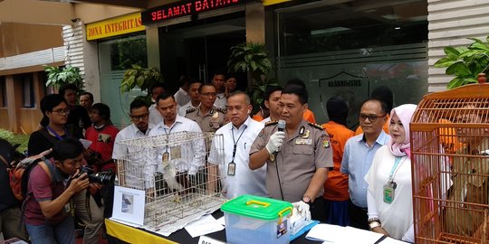 Polda Metro ungkap jual beli satwa dilindungi lewat Facebook