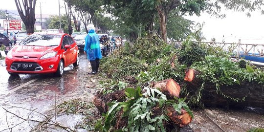 Samarinda diterpa angin kencang, pohon ambruk timpa pengendara motor