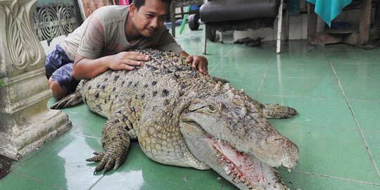 21 Tahun dirawat warga, Buaya Kojek dipindah ke Taman Safari