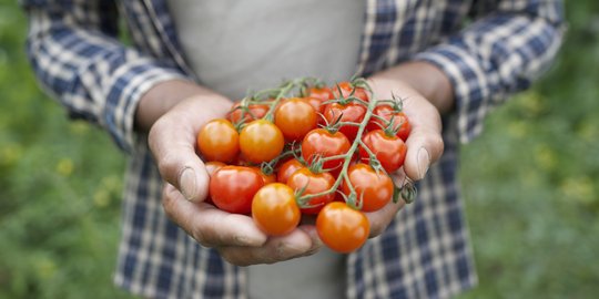 Selain cegah kanker prostat, makan tomat juga berguna untuk menambah jumlah sperma
