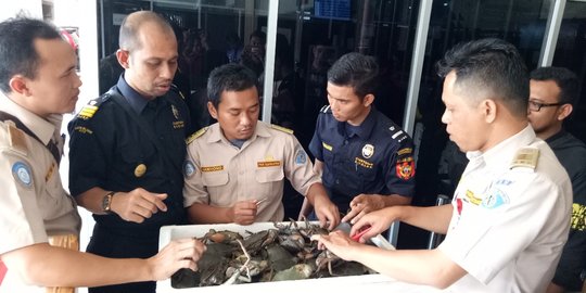 Marak penangkapan kepiting bertelur, pelaku bisa diancam 6 tahun bui