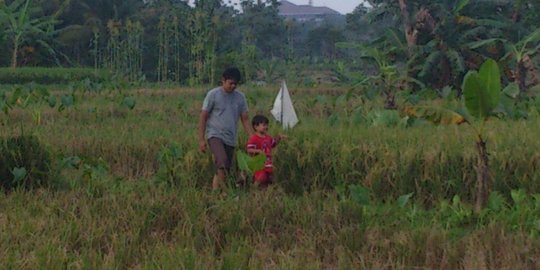 Panen raya dinilai tak mampu tutupi kebutuhan beras dalam negeri