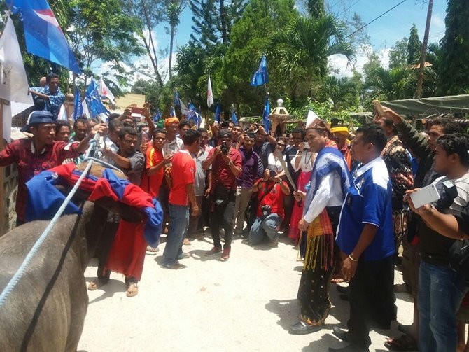 benny k harman lakukan ritual potong kerbau