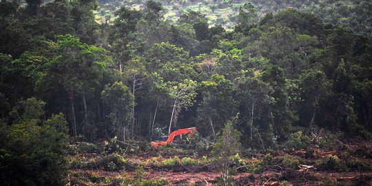 Kematian orangutan dan kondisi hutan  Kalimantan yang makin 