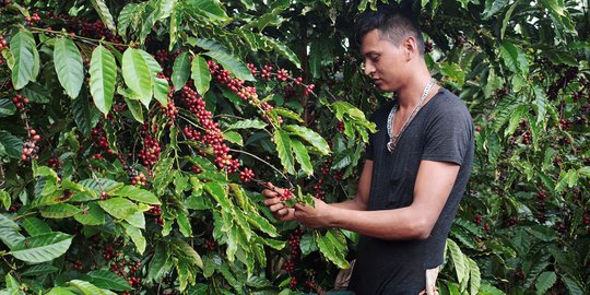 Robusta Nicaragua, salah satu kopi paling nikmat di dunia
