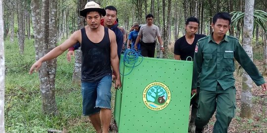 Kisah dramatis evakuasi Orangutan Kaltim dengan 74 peluru bersarang di kepala