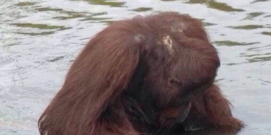 Sadisnya pembantaian orangutan diberondong 130 pelor