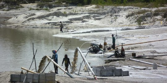 PT Timah anggarkan Rp 12 M reklamasi lahan tambang jadi perkebunan