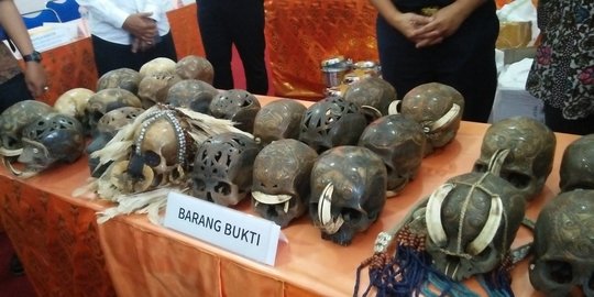 24 Tengkorak hendak dibawa ke Belanda diduga dari suku di Kalimantan atau Papua