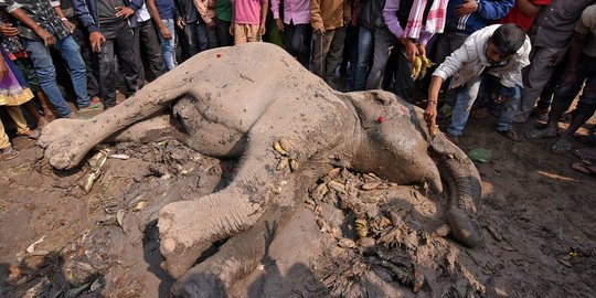Potret haru warga India suapi gajah terluka usai tertabrak kereta