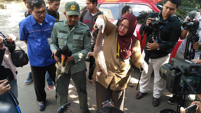 komandan kodim serahkan hewan dilindungi
