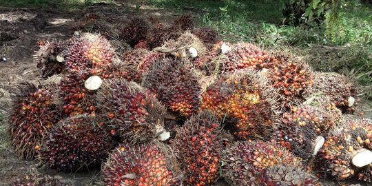 Deretan permintaan pengusaha kepada pemerintah dalam majukan industri agro