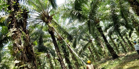 Pengusaha beberkan segudang tantangan memajukan industri agro dalam negeri