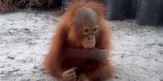 Anak Orangutan di Aceh Tenggara dievakuasi dalam kondisi stres berat