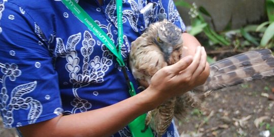 BKSDA amankan tiga ekor Elang Jawa dari Laboratorium Universitas Malang