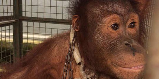 Orangutan Riana di Bontang akhirnya dibawa ke rehabilitasi BOS