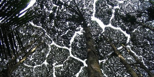 Crown shyness, fenomena ganjil di mana pepohonan enggan bersentuhan